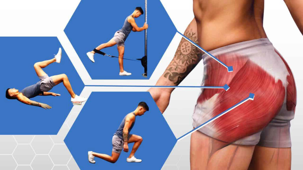 Exercise of Gluteal Muscles
