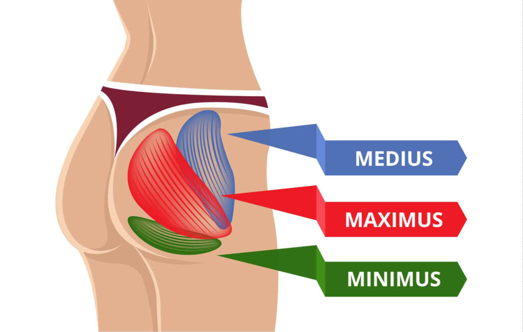 What are Glutes Muscles?
