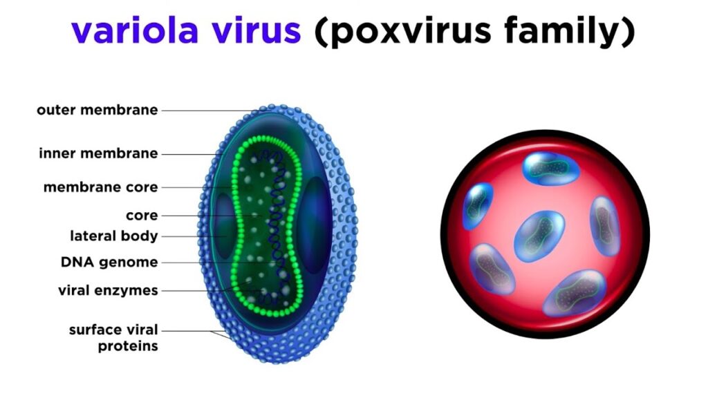 Variola Virus