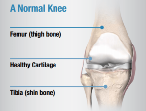 Normal knee