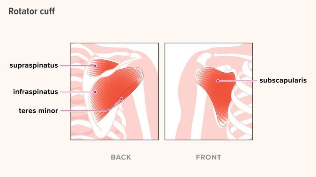 where is rotator cuff pain