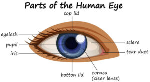 Effective Eye Injury Treatment: Optimal Care for Your Eyes