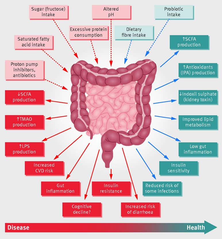 Food Plant-Based Diet