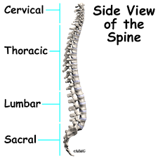 review of spine