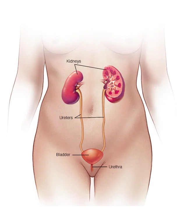 What is Ureteral Obstruction?