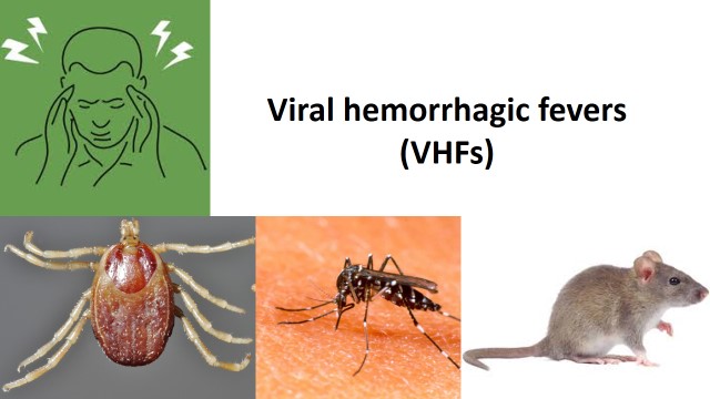 hemorrhagic fever causes