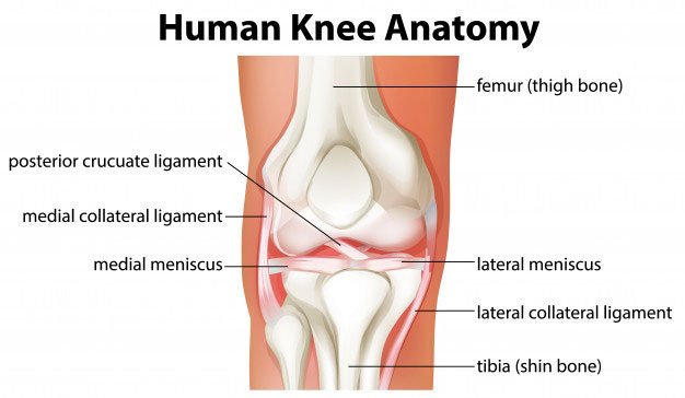 Human Knee Anatomy