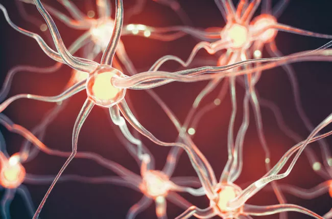 Neurons transmitting pain signals