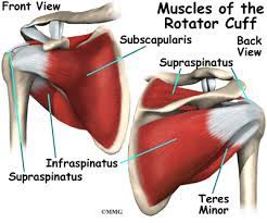 Shoulder joint muscles