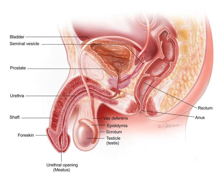 Testicular Trauma 