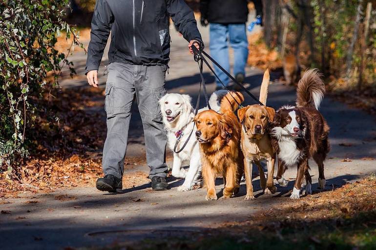 immediate steps after a dog bite